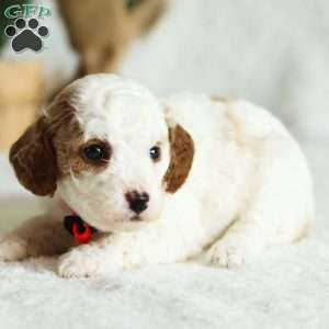 Dixie F1B, Cavapoo Puppy